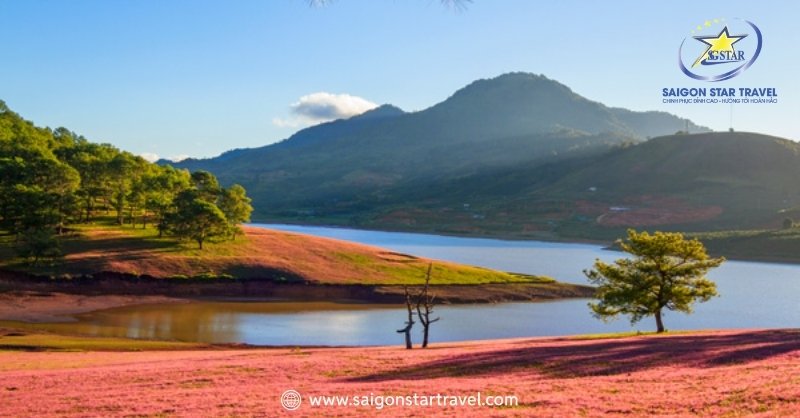 Cây thông cô đơn lúc nào cũng mạnh mẽ giữa thiên nhiên Đà Lạt