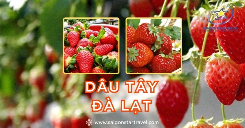 Dâu tây Đà Lạt - Quà Từ Cao Nguyên