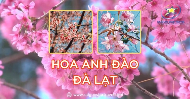 Hoa anh đào Đà Lạt nở rộ khắp con đường của thành phố sương mù