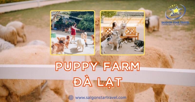 Nông trại cún Puppy Farm Đà Lạt luôn nhận được nhiều sự quan tâm