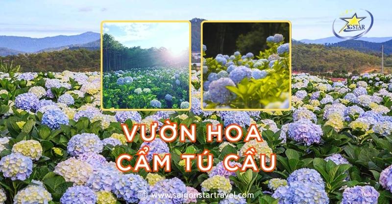 Vườn hoa cẩm tú cầu Đà Lạt đẹp say đắm lòng người