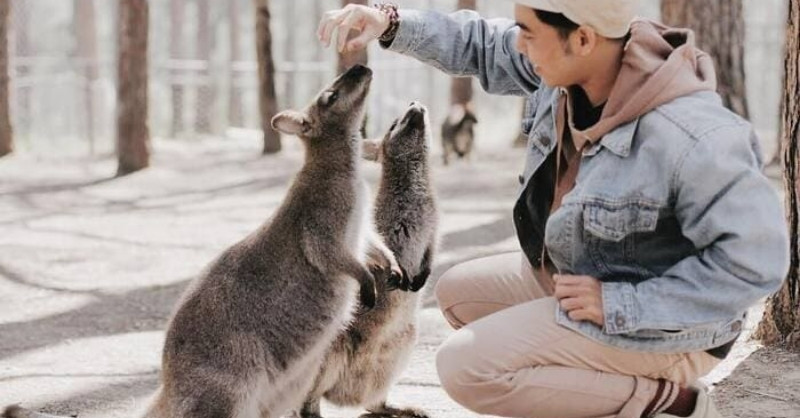 Zoodoo Đà Lạt là thiên đường động vật đáng yêu