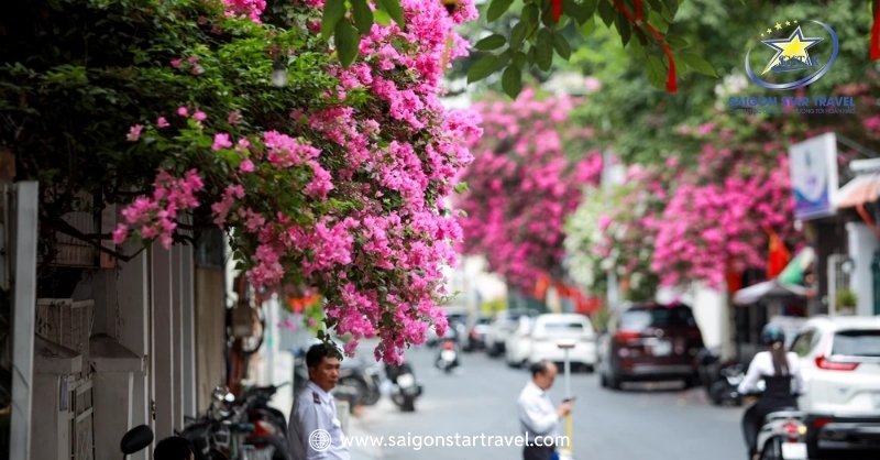 Khung cảnh lãng mạng đường hoa giấy