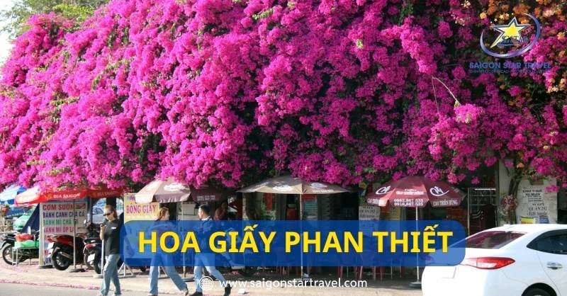 Hoa giấy Phan Thiết