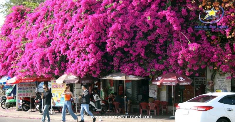 Hoa giấy Phan Thiết