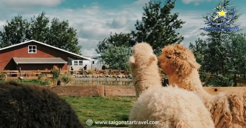 Những chú lạc đà Alpaca siêu dễ thương tại Chika Farm Đà Lạt