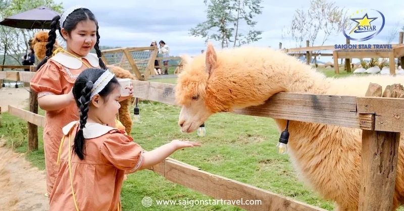 Trẻ em đang cho những chú lạc đà Alpaca ăn tại Chika Farm