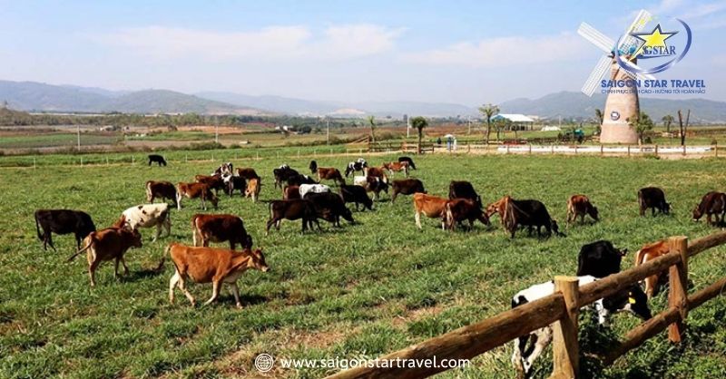 Dạo Chơi Tại Nơi Sản Xuất Sữa