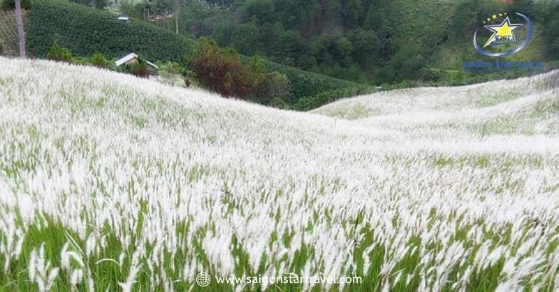 Hoa cỏ tranh trắng ở khu vực đồi thông Dasar (Đà Lạt tháng 2 lạnh không?)