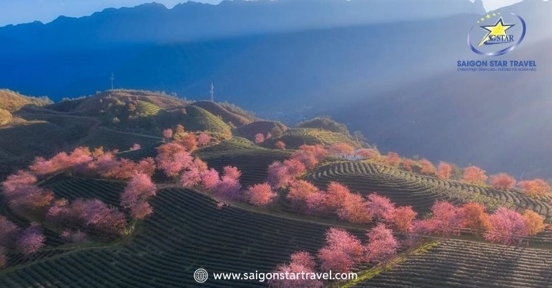 Hoa mai anh đào nở toe toét giữa thiên nhiên thơ mộng, hữu tình của Đà Lạt