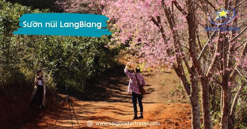 Đường hoa anh đào trên Lạc Dương (sườn núi Lang Biang)