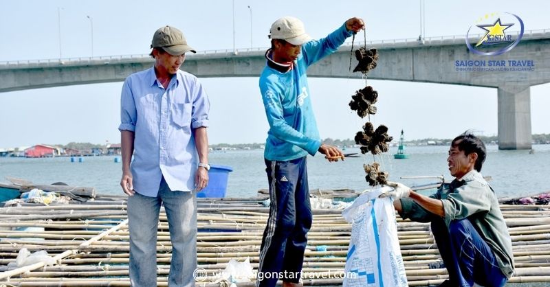 Thu hoạch hàu trên làng bè